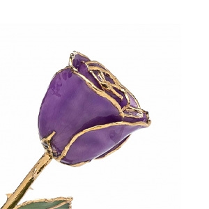 24 K Gold Rose Purple Gold Plated Rose Trimmed in 24K