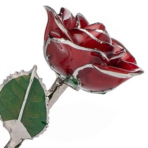 24 K Gold Rose Red Platinum Trimmed Rose