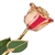 Peppermint 24K Gold Trimmed Rose