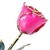 Hot Pink 24K Gold Trimmed Rose