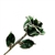 Emerald Green Platinum Trimmed Rose